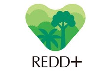 REDD+  Giải pháp thích ứng với biến đổi khí hậu