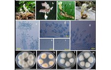 Nghiên cứu sản xuất và ứng dụng thuốc trừ sâu sinh học từ nấm ký sinh giống Isaria cho rau họ Thập tự