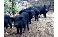 Bước đầu đánh giá hiệu quả của nuôi lợn Xao Va thương phẩm