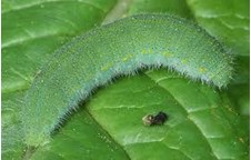 Tập tính sinh học và diễn biến mật độ sâu xanh bướm trắng Pieris rapae L. trên rau cải xanh tại thành phố Vinh và vùng phụ cận