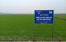 Chương trình hội nghị đầu bờ giới thiệu mô hình trồng lúa chất lượng cao theo hướng VietGap tại huyện Đô Lương, tỉnh Nghệ An