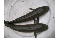 Khả năng kháng khuẩn của dịch ép một số loại thảo dược  trị bệnh lở loét do vi khuẩn Aeromonas hydrophila gây ra trên cá lóc đen (Channa striata Bloch, 1793) 