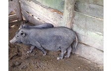 Sai khác di truyền giữa lợn Xao Va và 5 giống lợn khác ở Việt Nam qua chỉ thị phân tử