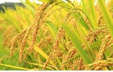Xác định mật độ cấy và lượng phân bón thích hợp cho sản xuất giống lúa KN2 nguyên chủng tại Yên Thành – Nghệ An