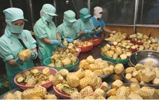 Phát triển doanh nghiệp nhỏ và vừa chế biến nông lâm thủy sản tại Nghệ An