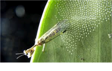 Nghệ thuật đẻ trứng và nỗi lo huynh đệ tương tàn của Bọ mắt vàng (Neuroptera: Chrysopidae)