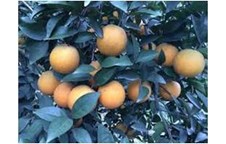 Các giải pháp phát triển cây cam trên địa bàn tỉnh Nghệ An