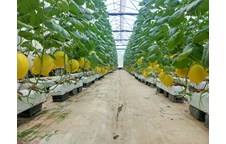 Nông nghiệp công nghệ cao – môi trường thực tập thuận lợi và cơ hội việc làm rộng mở cho sinh viên các ngành Nông học, Khoa học cây trồng