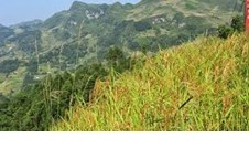 Nghiên cứu đặc điểm hình thái, nông sinh học và đa dạng di truyền các mẫu giống lúa nương được thu thập tại Nghệ An và Thanh Hóa