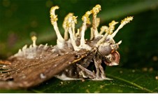Nấm ký sinh côn trùng - giải pháp triển vọng phòng trừ sâu hại 