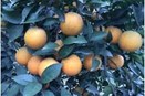  Các giải pháp phát triển cây cam trên địa bàn tỉnh Nghệ An