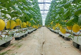  Nông nghiệp công nghệ cao – môi trường thực tập thuận lợi và cơ hội việc làm rộng mở cho sinh viên các ngành Nông học, Khoa học cây trồng